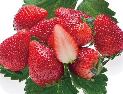 茨城県知事トップセールスin東京・大田市場 旬の本県農産物のPR