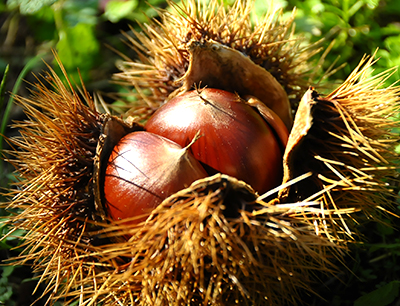 「茨城の栗」、「茨城三大銘茶」奨励賞受賞・いばらきイメージアップ大賞2017 茨城の栗