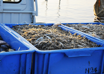 香り際立つ万能食材！「テナガエビ」品質への配慮