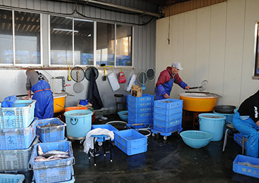 香り際立つ万能食材！「テナガエビ」品質への配慮