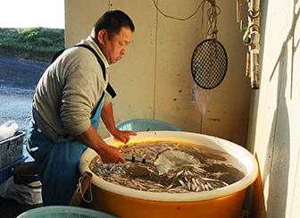 香り際立つ万能食材！「テナガエビ」選別作業