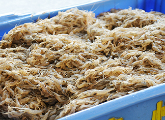 香り際立つ万能食材！「テナガエビ」選別作業