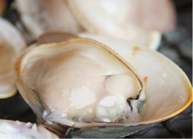 「鹿島灘はまぐり」網焼き（焼きはまぐり）