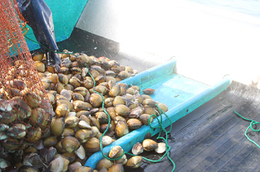 はまぐり漁 船尾は大粒のはまぐりやホッキ貝でいっぱい