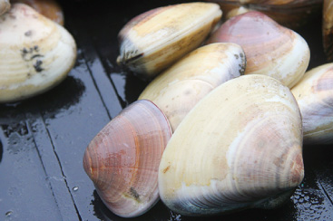 はまぐり漁 はまぐりは7～8cm程の中玉と、握りこぶしよりも大きな大玉