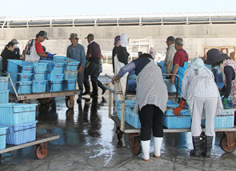 「鹿島灘はまぐり」入札
