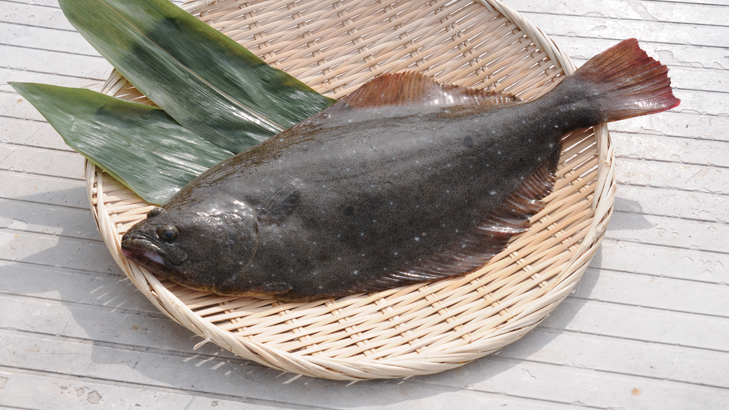脂しっかり、貫禄の美味！茨城県のさかな「ヒラメ」
