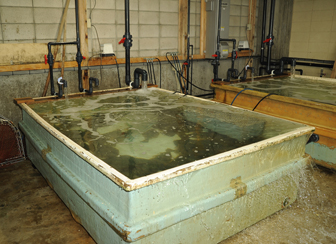 茨城県のさかな「ヒラメ」水揚げ～入札