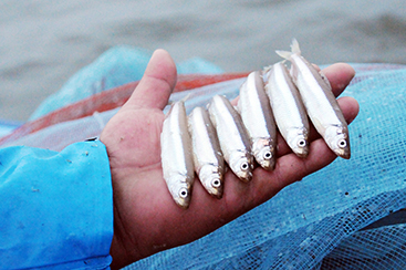 ワカサギ。繊細な魚体にできるだけ傷をつけずに鮮度も維持できるよう、短時間で漁を行うよう取り決められた。