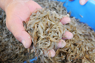 テナガエビ。減少傾向にある資源を守るため、操業時間、保護区域等のルールを部会で決めていく。