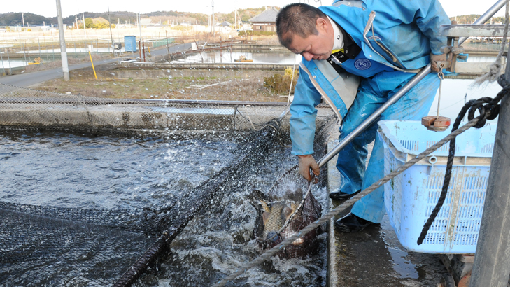 生産者の愛情で育つ「霞ヶ浦北浦のコイ」