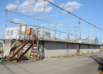 霞ヶ浦北浦の鯉　陸上の池