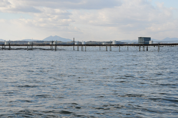 霞ヶ浦北浦の鯉　小割式(こわりしき)のいけす