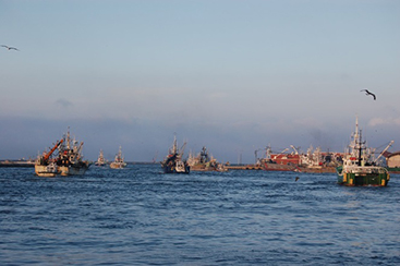 絶妙な脂の乗りと身の締り 茨城常磐の「マサバ」 漁レポート