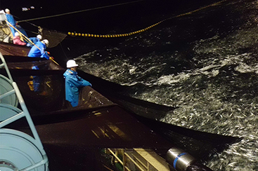 絶妙な脂の乗りと身の締り 茨城常磐の「マサバ」 全国トップクラスの漁獲量を誇る茨城県のまき網船団