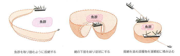 絶妙な脂の乗りと身の締り 茨城常磐の「マサバ」 全国トップクラスの漁獲量を誇る茨城県のまき網船団