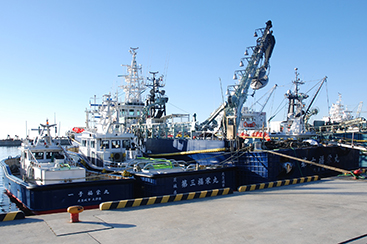 絶妙な脂の乗りと身の締り 茨城常磐の「マサバ」 全国トップクラスの漁獲量を誇る茨城県のまき網船団