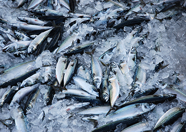 絶妙な脂の乗りと身の締り 茨城常磐の「マサバ」 船上での鮮度・品質への配慮