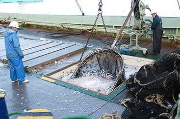 絶妙な脂の乗りと身の締り 茨城常磐の「マサバ」 水揚げから出荷