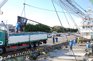絶妙な脂の乗りと身の締り 茨城常磐の「マサバ」 水揚げから出荷