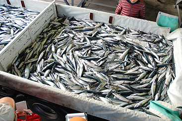 絶妙な脂の乗りと身の締り 茨城常磐の「マサバ」 水揚げから出荷