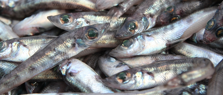 脂の旨みがたっぷり！食べ方自在の深海魚「メヒカリ」