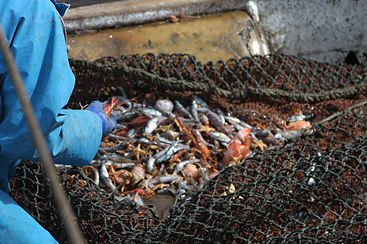 メヒカリ漁 網の中には、いろいろな魚が文字通りピチピチと跳ねています