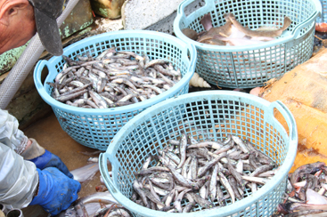 メヒカリ漁 選別作業はすべて手作業