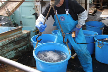 メヒカリ漁 選別作業