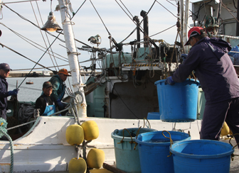 脂の旨みがたっぷり！食べ方自在の深海魚「メヒカリ」水揚げ