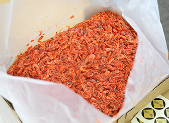 水戸市公設地方卸売市場 茨城の魚「常磐もの(じょうばんもの)」の魅力