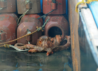 鹿島たこ　船上での品質への配慮