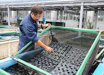 茨城県栽培漁業センター 屋外アワビ水槽