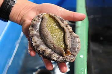 茨城県栽培漁業センター 親アワビ