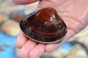 茨城県栽培漁業センター ハマグリ