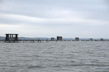 霞ヶ浦のダイヤモンド「寒曳きシラウオ」霞ヶ浦水産研究会 鮮度が命！短期決戦の漁