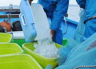 霞ヶ浦のダイヤモンド「寒曳きシラウオ」霞ヶ浦水産研究会 品質への配慮
