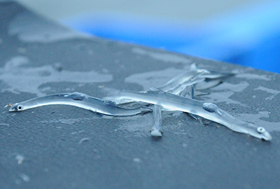 霞ヶ浦のダイヤモンド「寒曳きシラウオ」霞ヶ浦水産研究会 品質への配慮