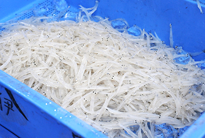 霞ヶ浦のダイヤモンド「寒曳きシラウオ」霞ヶ浦水産研究会 選別作業