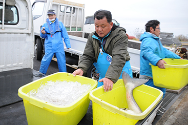 霞ヶ浦のダイヤモンド「寒曳きシラウオ」霞ヶ浦水産研究会 選別作業