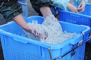 霞ヶ浦のダイヤモンド「寒曳きシラウオ」霞ヶ浦水産研究会 再度選別・出荷