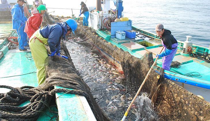 茨城の海を彩る赤い高級魚「タイ」