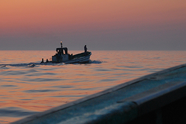 茨城の海を彩る赤い高級魚「タイ」網と綱の魔術、定置網漁