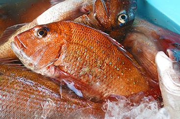 茨城の海を彩る赤い高級魚「タイ」その日のうちに店頭へ