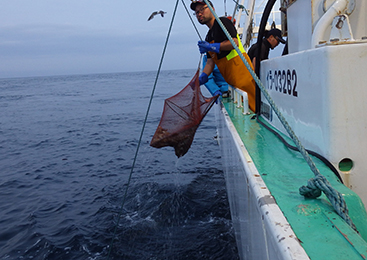 巻き上げ機を使って海底から「かご」を引き上げる