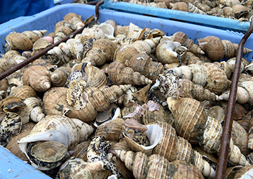 水揚げされたつぶ貝