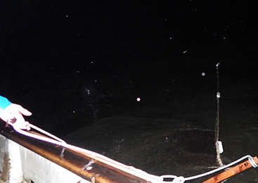 上品で淡白な味わい！霞ヶ浦・北浦の「わかさぎ」技術の継承