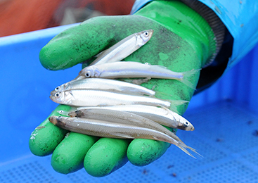 上品で淡白な味わい！霞ヶ浦・北浦の「わかさぎ」品質への配慮