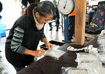 上品で淡白な味わい！霞ヶ浦・北浦の「わかさぎ」手早く丁寧に行う選別作業
