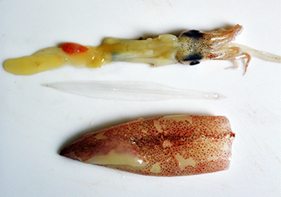 イカはわたを抜き軟骨を外します